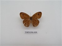 藏品(寶島波眼蝶)的圖片